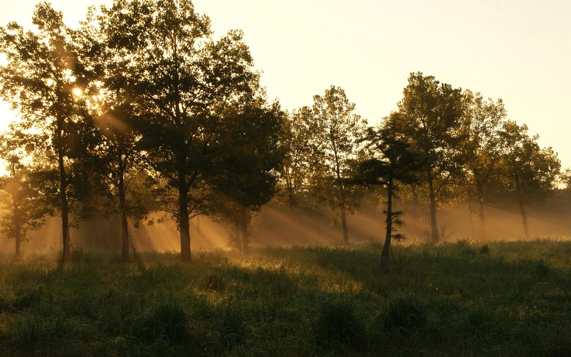 Лес туман лето. Утро в лесу. Утро в лесу Эстетика. Эстетика природы лес. Эстетика леса и деревни.