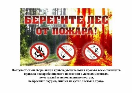 Листовки в лесу