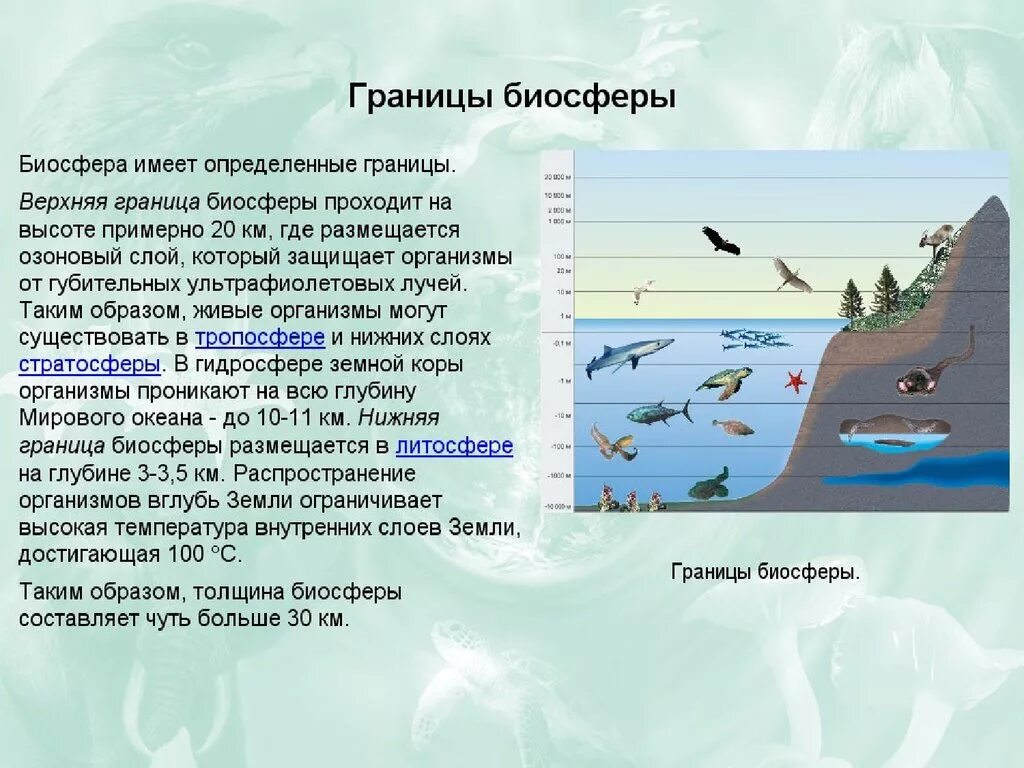 Какое значение имеет биосфера. Биосфера презентация. границы биосферы презентация. презентация на тему биосфера. биомасса биосферы.