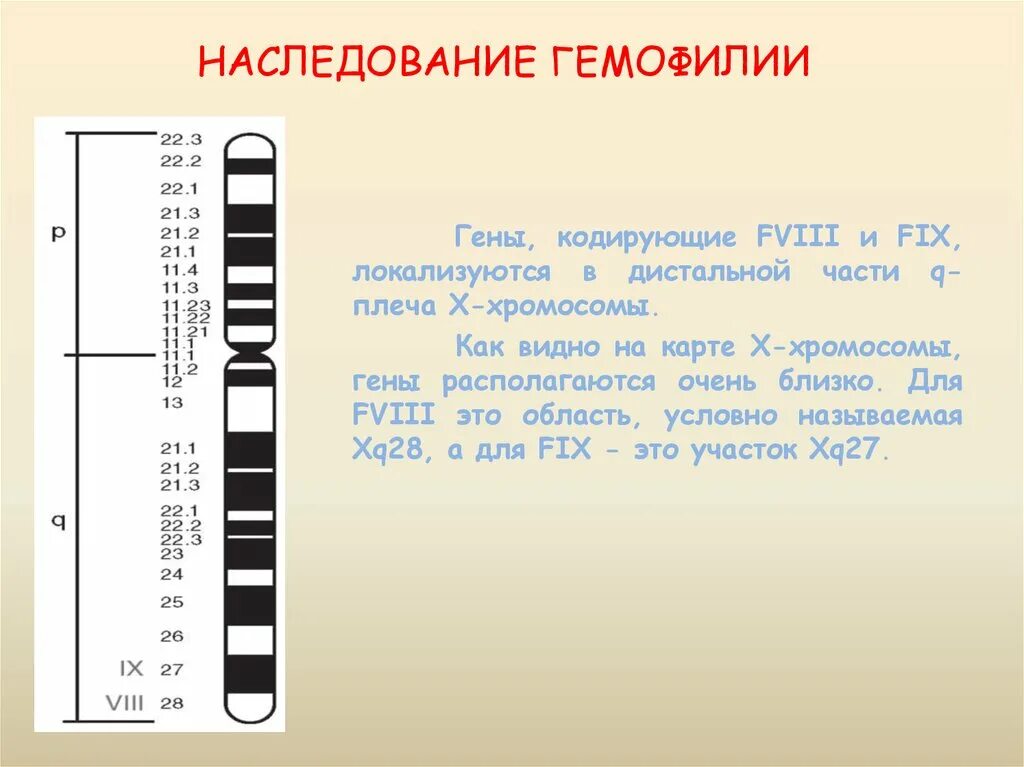 Гемофилия а локализация Гена. Наследование гемофилии. Гемофилия локализация Гена в хромосоме. Xq28 хромосома. Гены гемофилии расположены