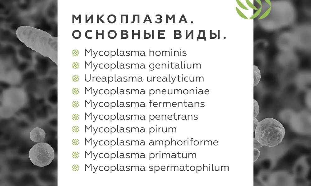 Mycoplasma hominis полукол днк. Mycoplasma hominis полукол днк