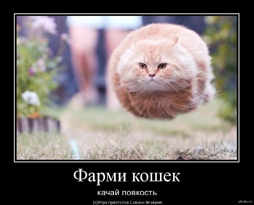 Кот летит мем. Летающий кот. прикольные коты. летающие круглые коты. летающий кот мем.
