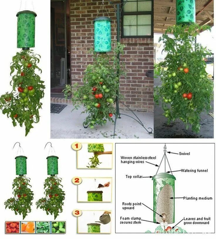 Можно ли сегодня посадить помидоры. Topsy turvy tomato planter. ампельные помидоры вверх корнями. вертикальная посадка помидоров. помидоры вверх тормашками.