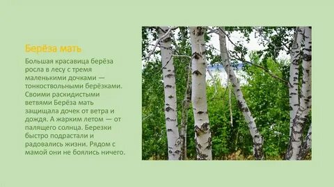 Матушка береза текст