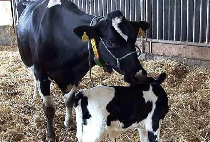 холмогорская порода коров. порода телят холмогоры бычки. порода телят холмогоры. холмогорская порода коров. холмогорская порода коров.