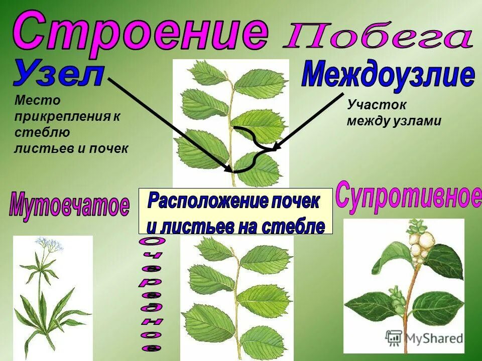 Побег задания 6 класс биология. Строение побега супротивного. Междоузлий и черешков листьев. Супротивное расположение побегов. Строение побега биология.