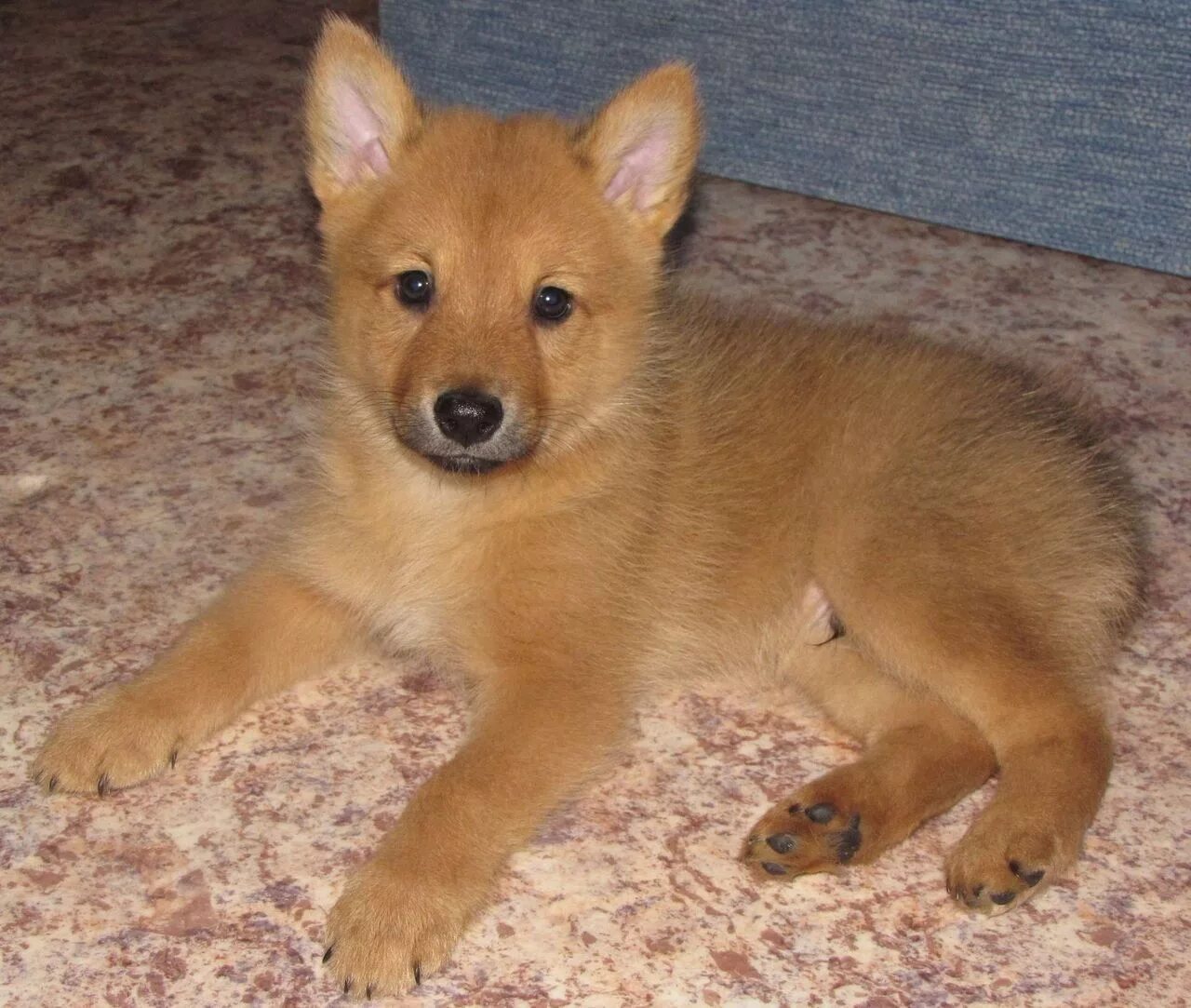 Собака карело финская лайка. Финская лайка карело-финская лайка. Финская лайка карело-финская лайка. Собака карело финская лайка. Карело финский щенок.