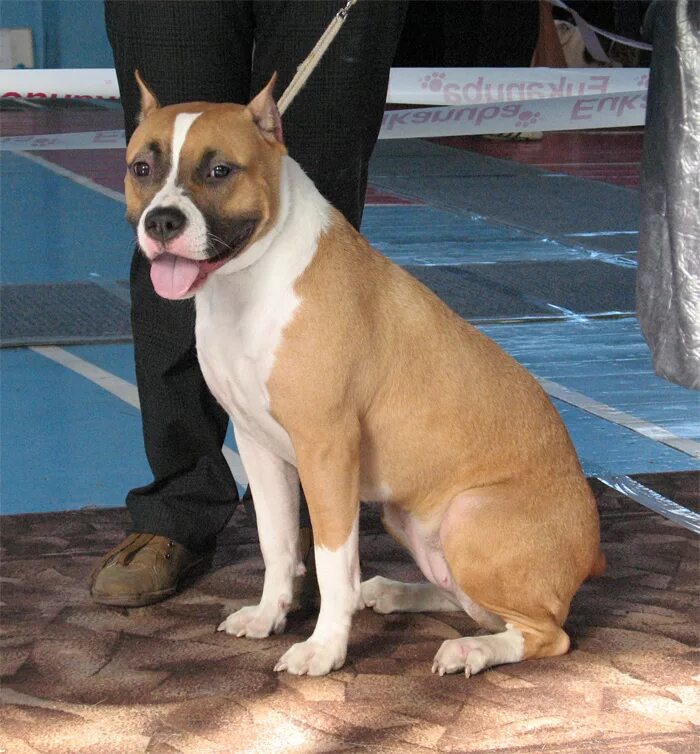 питомник амстаффов. американский стаффордширский терьер. амстафф щенок. стаффордширский терьер гранд. питомник амстаффов.