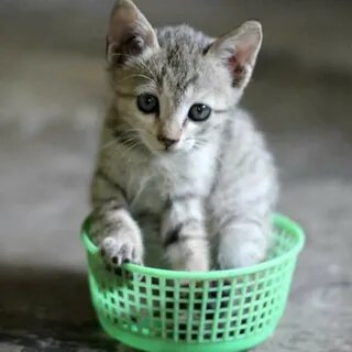 Животные кошечки кошечки