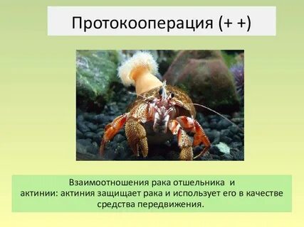 Симбиоз протокооперация примеры