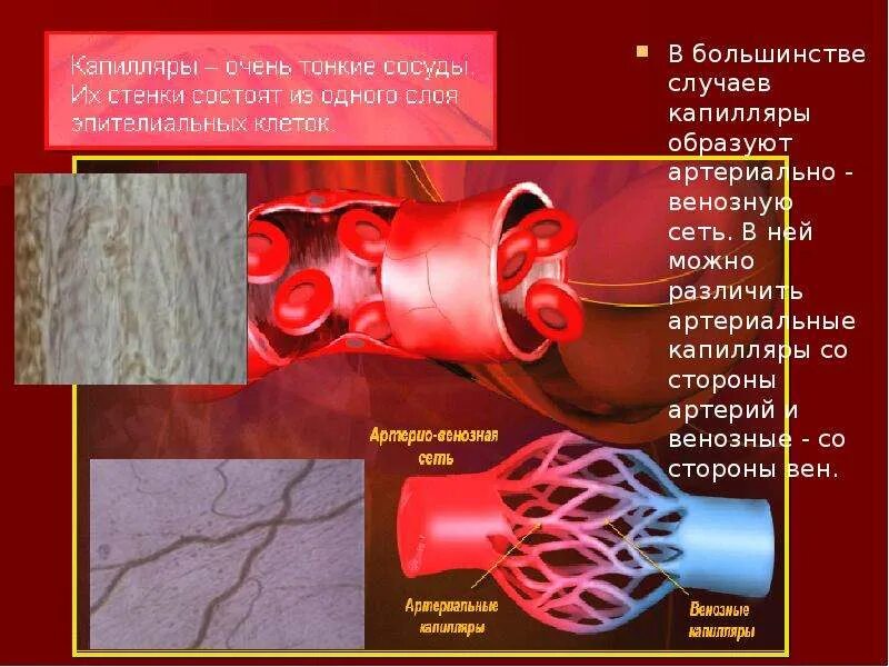 Артерии сосуды капилляры. Капилляры артериальные и венозные. Капеляр