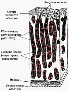 Главные и обкладочные клетки