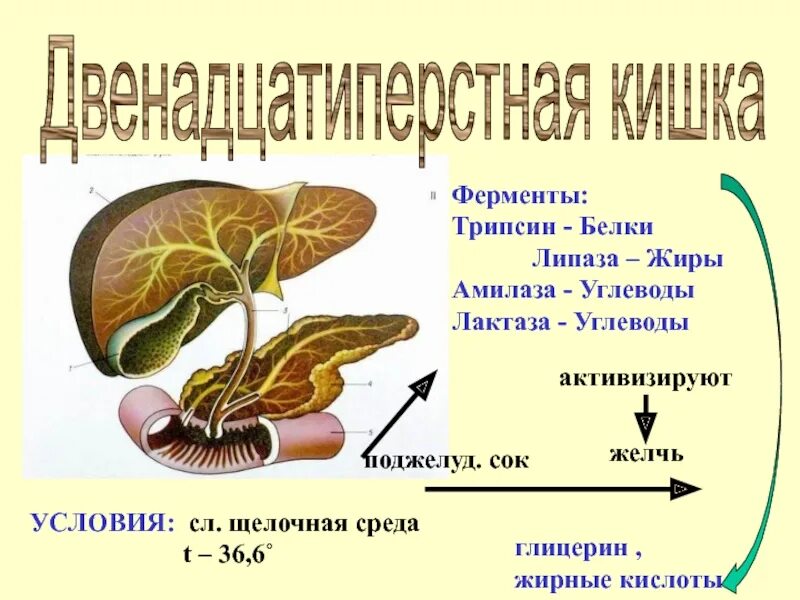 Ферменты 12 перстной. Пищеварительные ферменты поджелудочной железы. Липаза фермент поджелудочной железы. Ферментативная функция поджелудочной железы. Ферменты поджелудочной железы расщепляют.