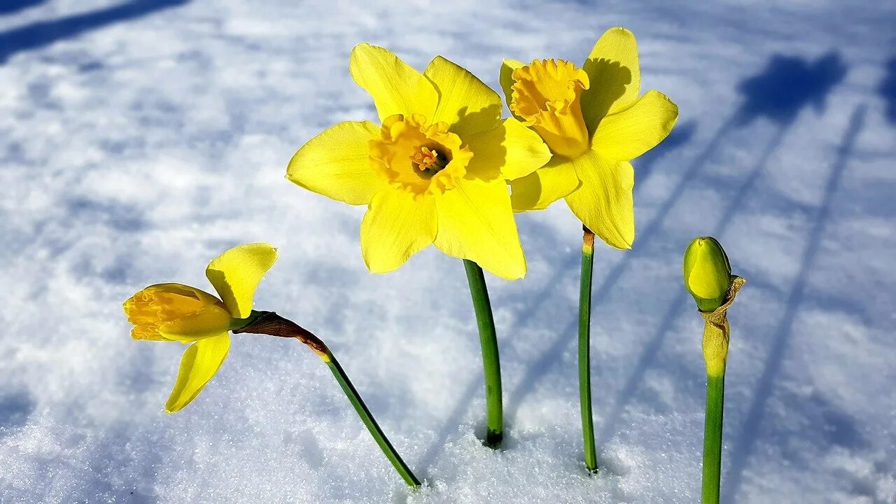 Желтые цветы ранней весной фото. Первоцветы нарциссы. Первоцветы нарциссы цветы. Нарцисс Винтер. Нарцисс Snowball.
