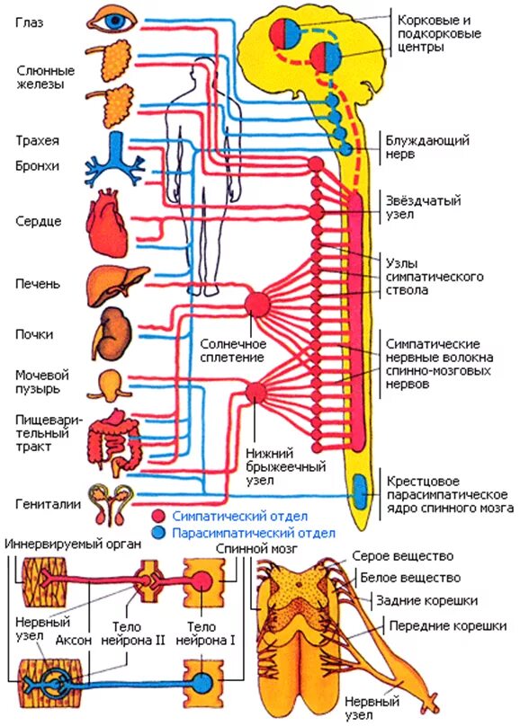 Нервные центры симпатического отдела. Схема симпатической и парасимпатической нервной системы. Строение симпатического отдела вегетативной нервной системы схема. Схема симпатического отдела нервной системы строение. Парасимпатический отдел вегетативной нервной системы схема.