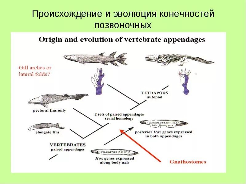 Картинки ТАБЛИЦА ОСНОВНЫЕ ЭТАПЫ ЭВОЛЮЦИИ ПОЗВОНОЧНЫХ