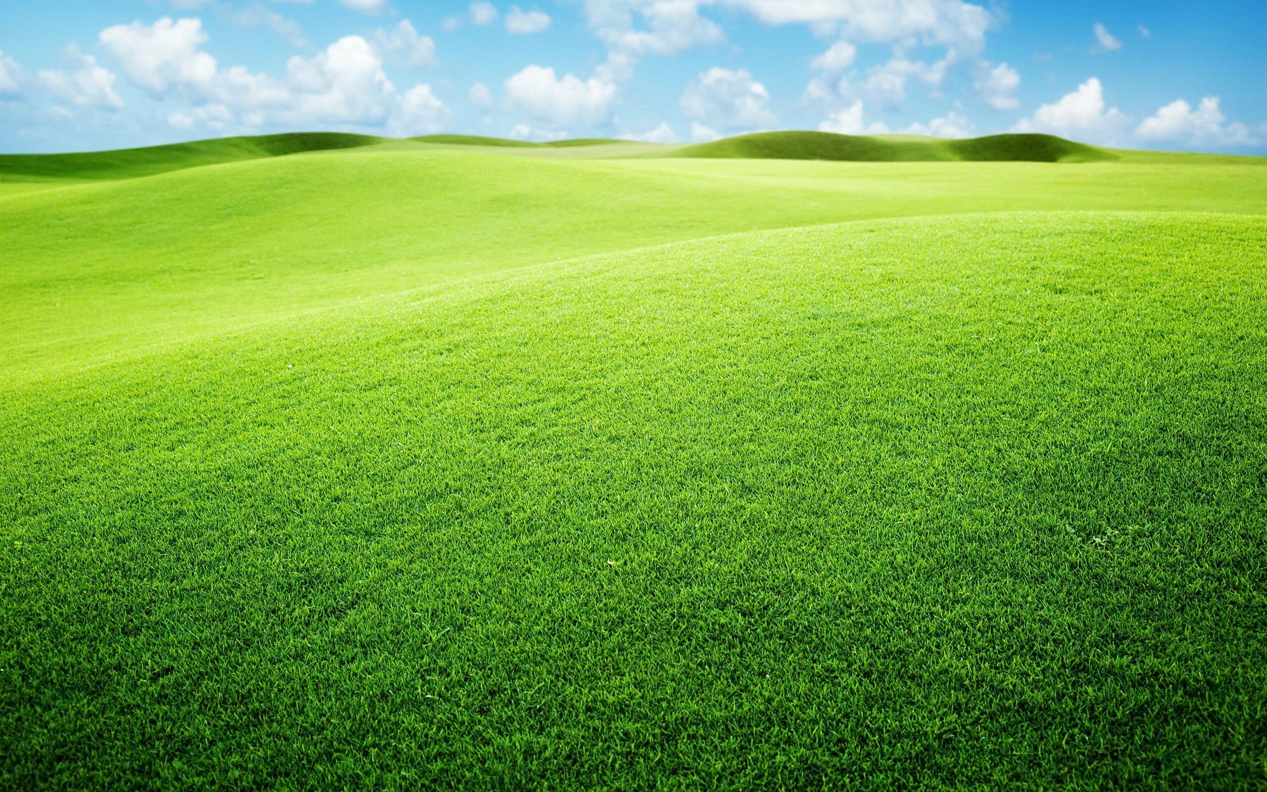 Канада Грин поле. Газон лужайка Грин. Зеленое поле. Зеленая трава.