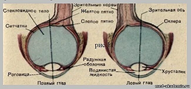 Слепое пятно расположено в месте где. Зрительный анализатор слепое пятно. Анатомия глаза птиц. Строение глаза птицы. Зрительный анализатор желтое пятно.