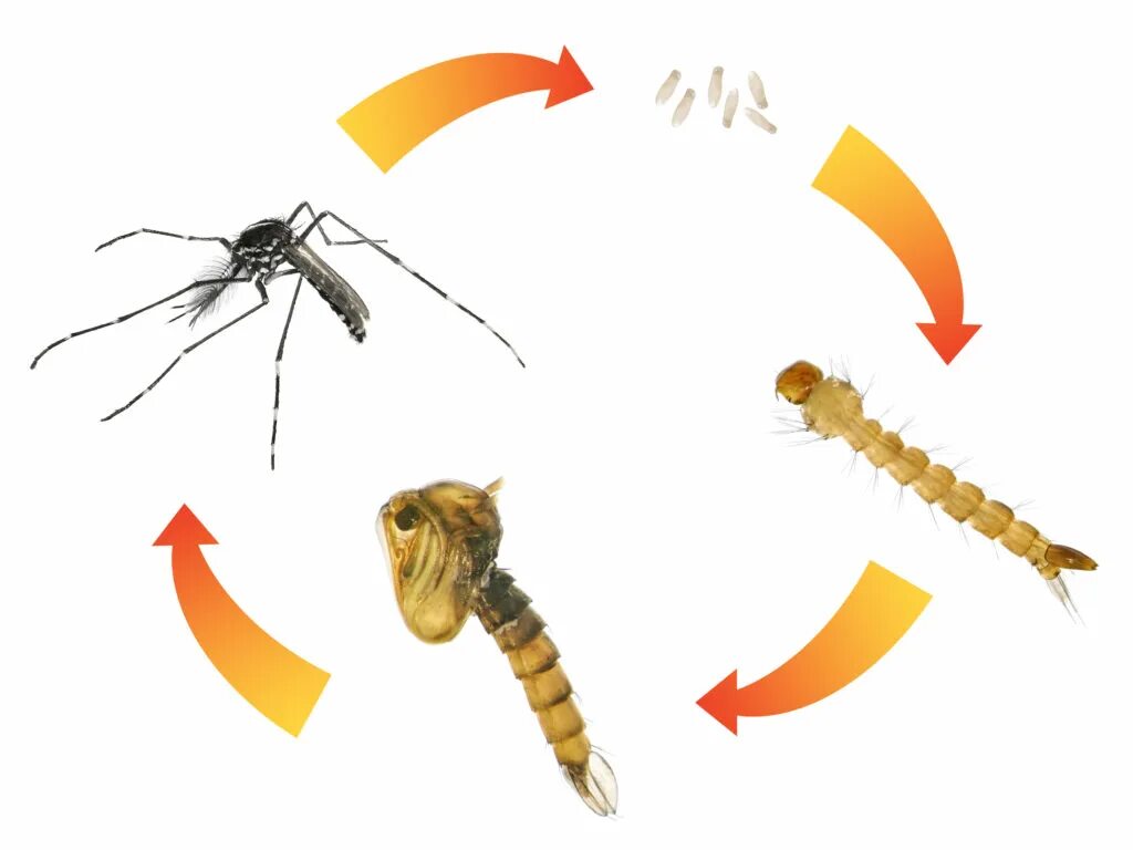 Азиатский тигровый комар тип развития