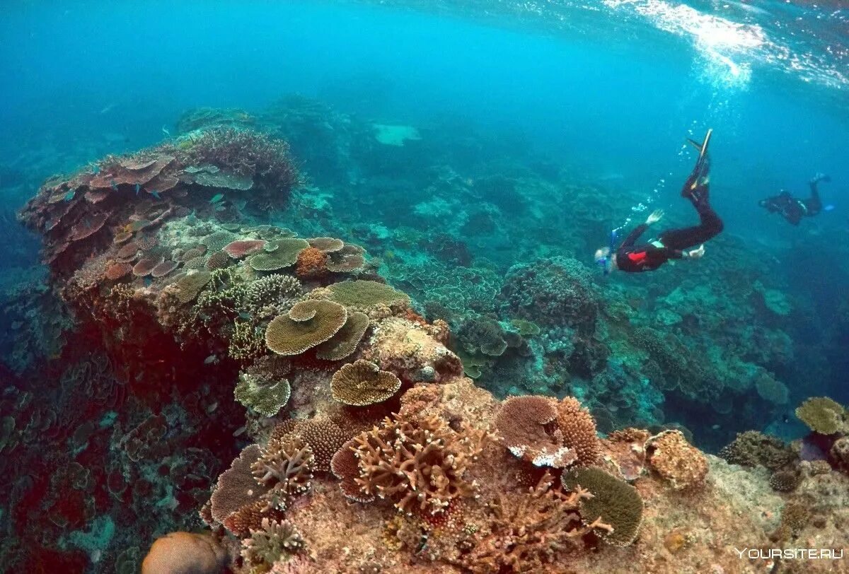 Рифы тихого океана. Большой Барьерный риф кораллы. Барьерный риф в Австралии. Барьерный риф в тихом океане. Острова большого барьерного рифа.