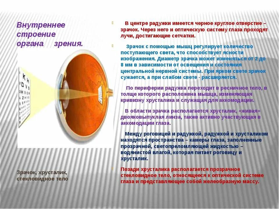 Регулирует количество света проходящего в глаз. Хрусталик строение и функции. Хрусталик и стекловидное тело. Глаз стекловидное тело и хрусталик. Функции хрусталика.