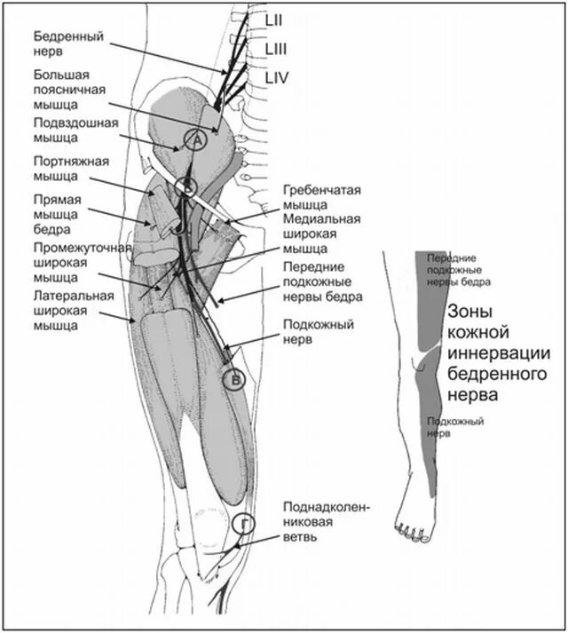 Нерв бедра топографическая анатомия. Бедренный нерв иннервация кожи. Невропатия бедренного нерва анатомия. Подкожный латеральный нерв бедра анатомия. Невропатия наружная бедра