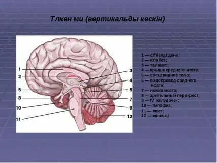 Жалаңаш Ольга Гобзева