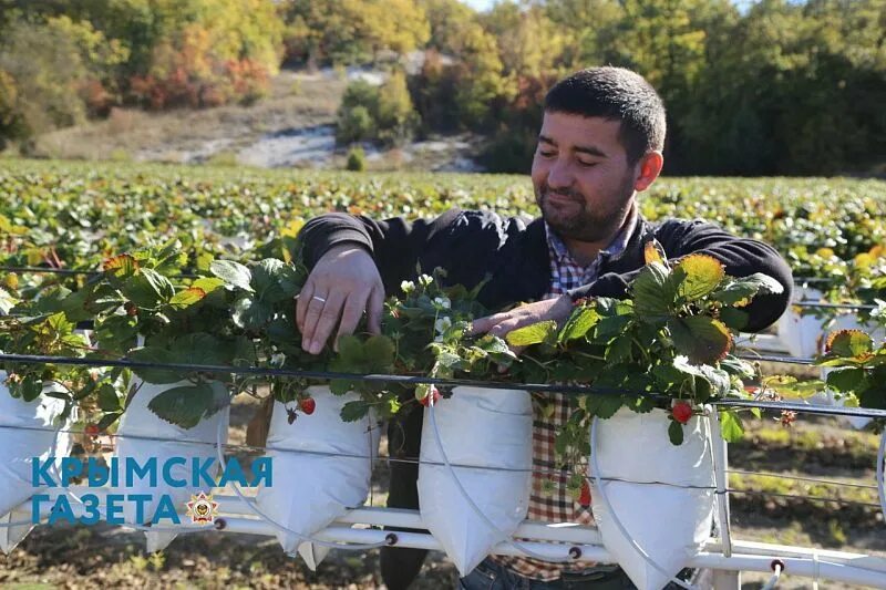 Фермер из Крыма,выращивает ягоды. Солома вокруг клубники. Крымский фермер. Что выращивают в крыму