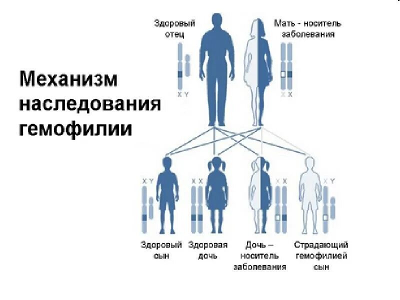 Механизмы наследования. Механизмы генного наследования. У человека классическая гемофилия