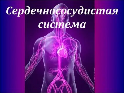 Сердечно сосудистая и нервная система