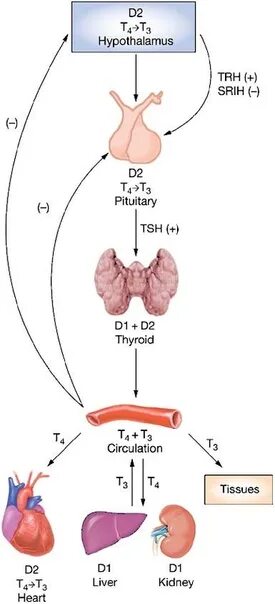 Орган мишень щитовидной железы. Тиреотропный гормон (ТТГ) синтезируется в. Эндокринная система тиреотропный гормон. Гипоталамус гипофиз щитовидная железа схема.