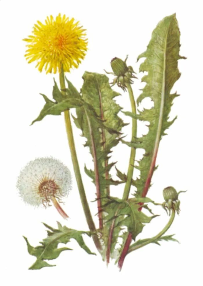 Одуванчик лекарственный – Taraxacum officinale. Осот огородный. Taraxacum officinale ботаника. Одуванчик для травника. Цветок одуванчика лекарственного