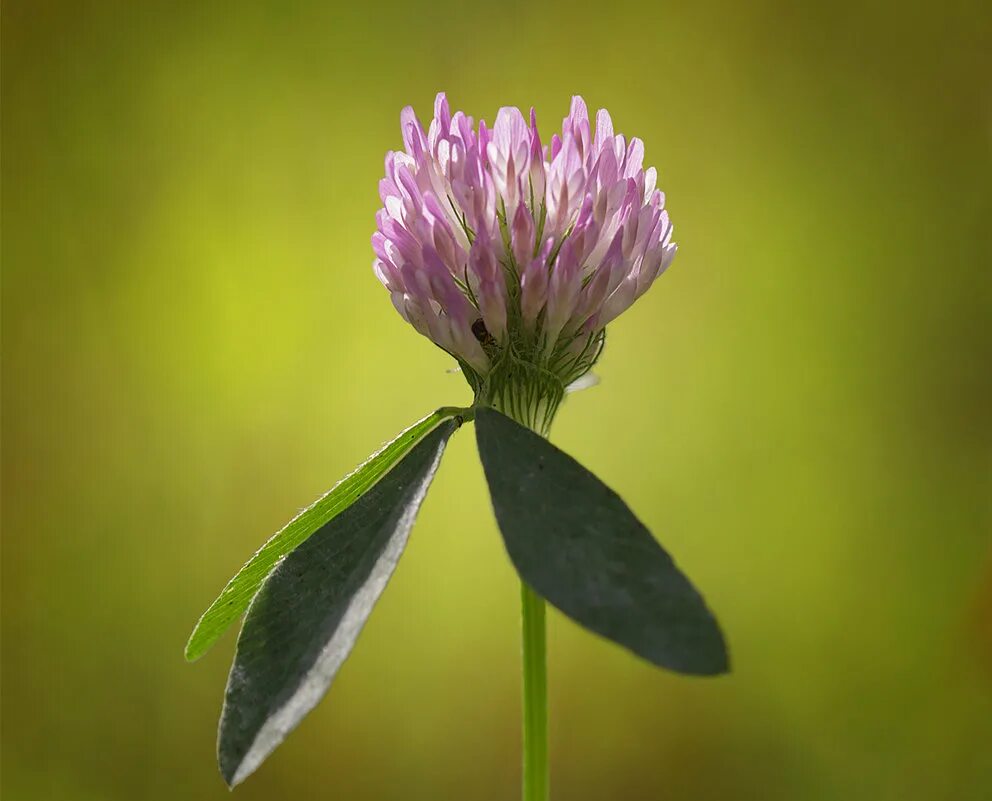 белой ночью клевер красный стихотворение. клевер луговой бутон. клевер пурпурный фиолетовый. клевер красный фото. лекарь луговой трифолиум.