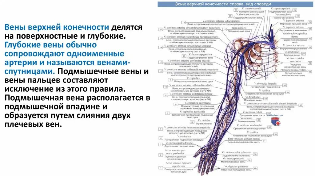 Самая большая вена у человека где находится. Вены коронарного круга кровообращения. Самая большая Вена в организме человека. Самые большие вены у человека.