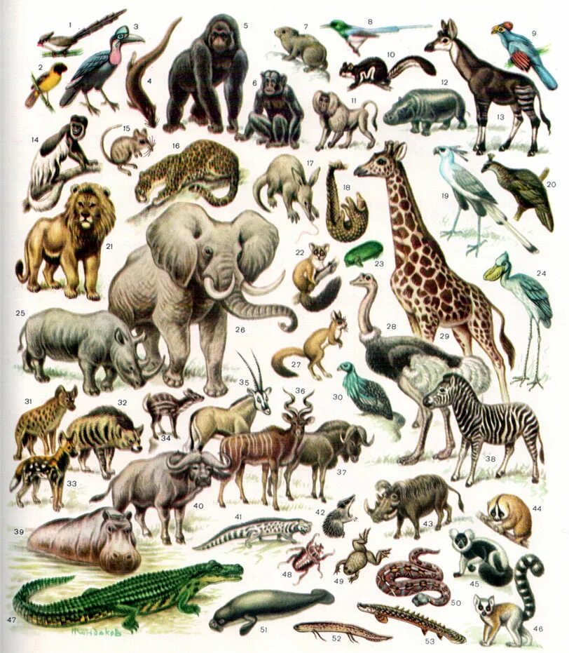 Кто живет в африке животные. Эфиопская зоогеографическая область. Животный мир Африки. Животные обитающие в Африке. Животный мир эфиопской области.