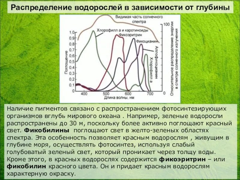 Распространение водорослей. Распространение водорослей. Распределение водорослец потнлубине. Экология водорослей. Распределение водорослей на глубине.