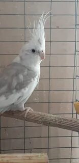 Безщекая корелла
