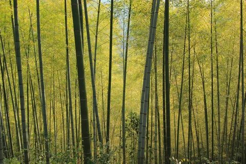 Коллекция ночь в бамбуковом лесу