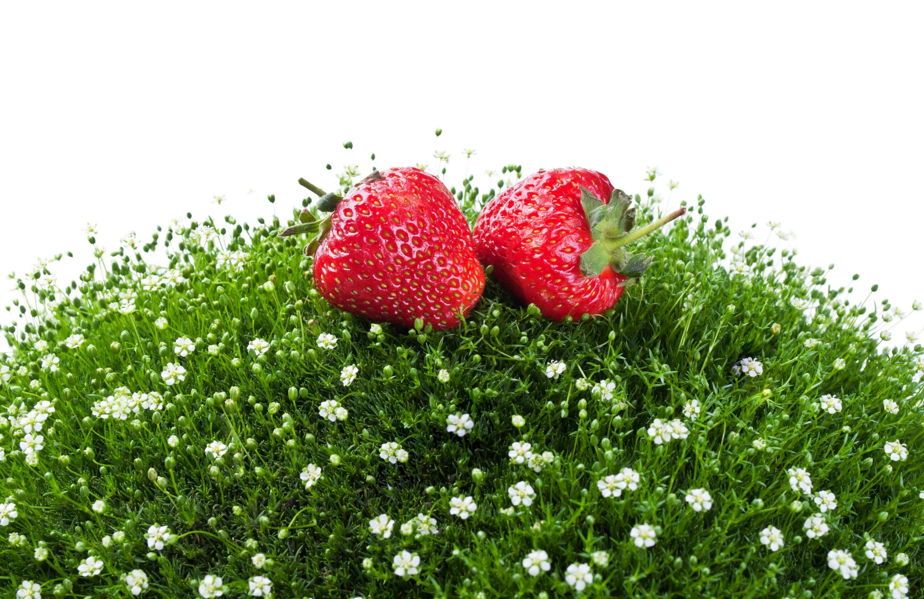 Strawberry flowers