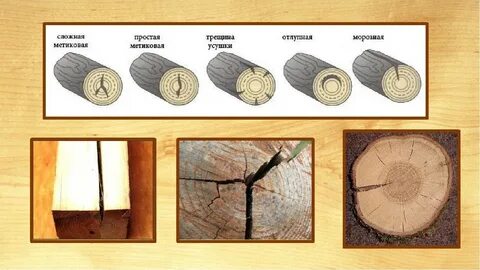 Древесина 7 букв сканворд