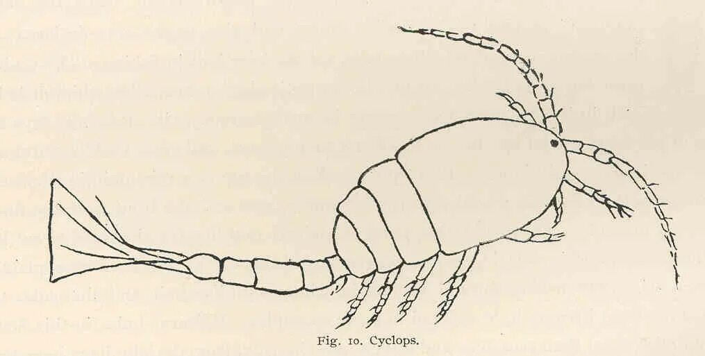 Циклоп ракообразные. Циклоп рисунок. Циклоп рачок рисунок. Циклоп членистоногое рисунок. Циклоп краб
