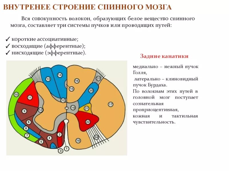 Проводящие пути белого вещества спинного мозга. Проводящие пути канатиков спинного мозга. Схема проводящих путей спинного мозга. Пути спинного мозга анатомия.