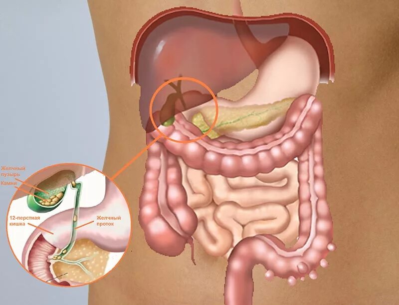 толстая кишка и желчный пузырь. желчь и тонкий кишечник. Pancreas function. железы пищеварительной системы схема. желчь, поступающая в кишечник.