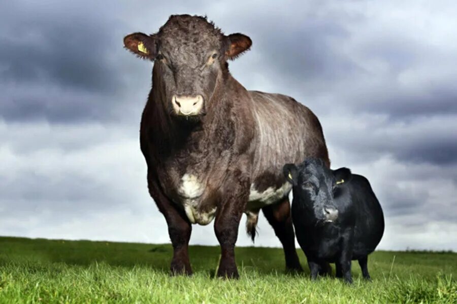 Самая маленькая корова рани. Шотландский бык хайленд. Корова голштин. Small cow. Хайленд (highland cattle) – шотландская порода коров.