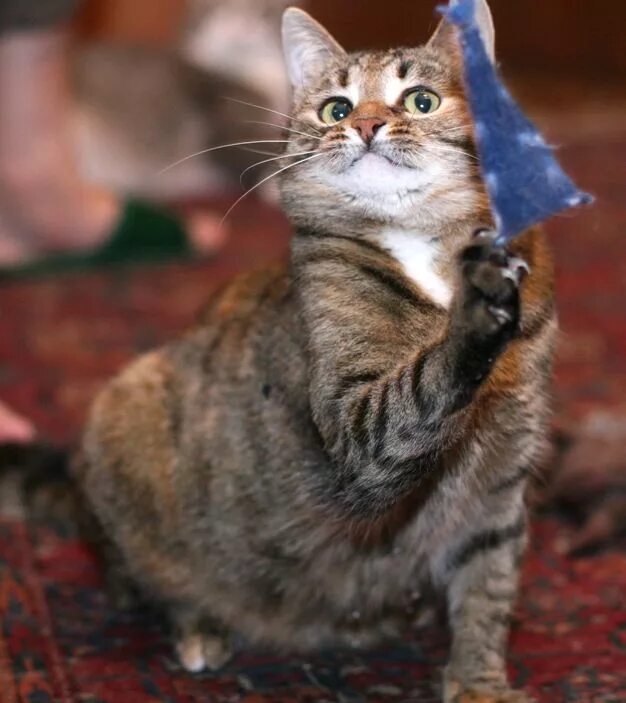 Кошечка мура. Скрещивали породу кошек мур мур и. Кошечка мур. Кошечка мура. Кошечка мура.