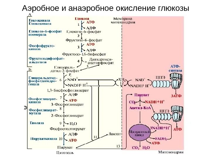 Анаэробное дихотомическое окисление Глюкозы. Анаэробный путь окисления Глюкозы биохимия. Этапы аэробного окисления Глюкозы биохимия. Схема дихотомического окисления Глюкозы.