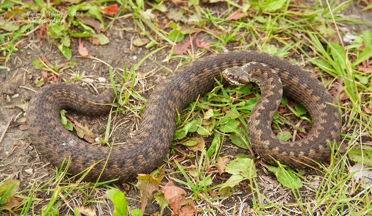 Гадюки в ленинградской области. Обыкновенная гадюка (Vipera berus). Гадюка Уральская обыкновенная. Гадюка обыкновенная в Ленинградской. Гадюка Болотная Мордовия.