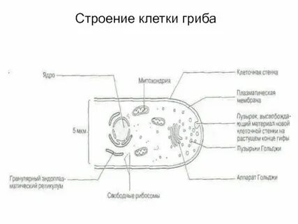Гриб это клетка