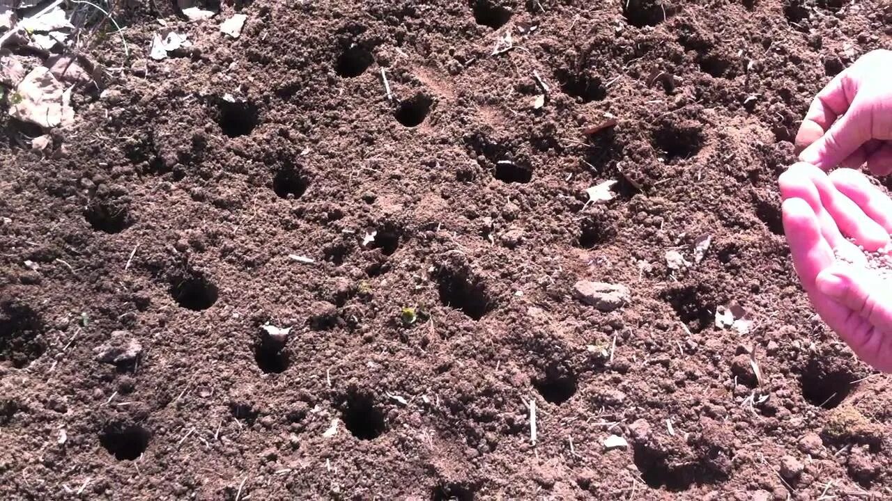 Лунки для редиса. Посев редиса в открытый грунт. Посев редиски в апреле. Сажаем редиску в открытый грунт. Как правильно посеять редиску