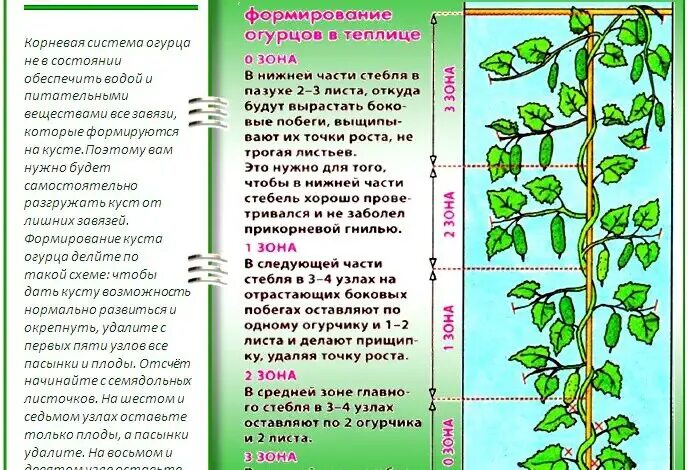 Как ухаживать за огурцами в теплице. Как формировать огурцы. Формируем огурцы в теплице. Формирование огурцов в парнике. Как правильно формировать огурцы.